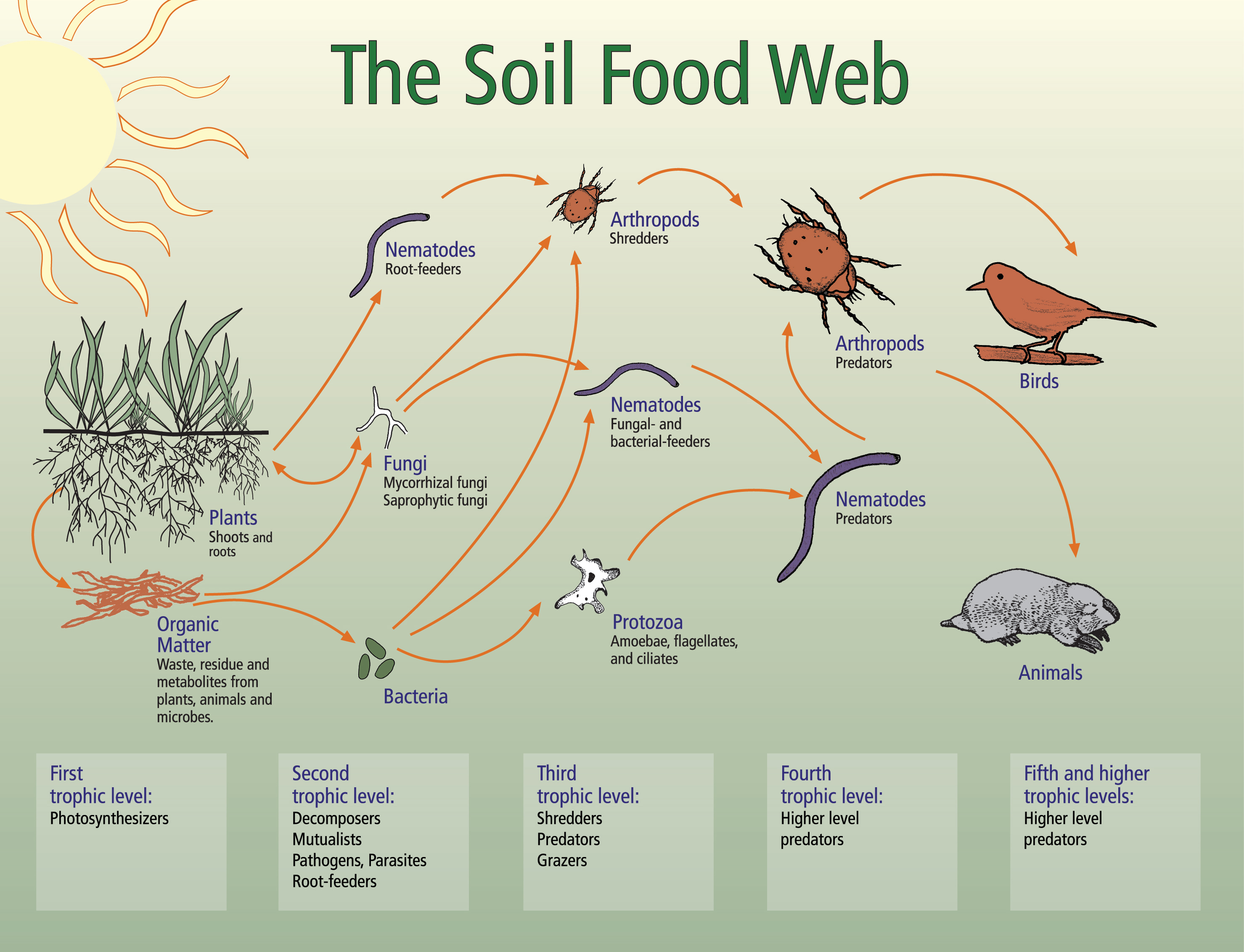 Life in the Soil