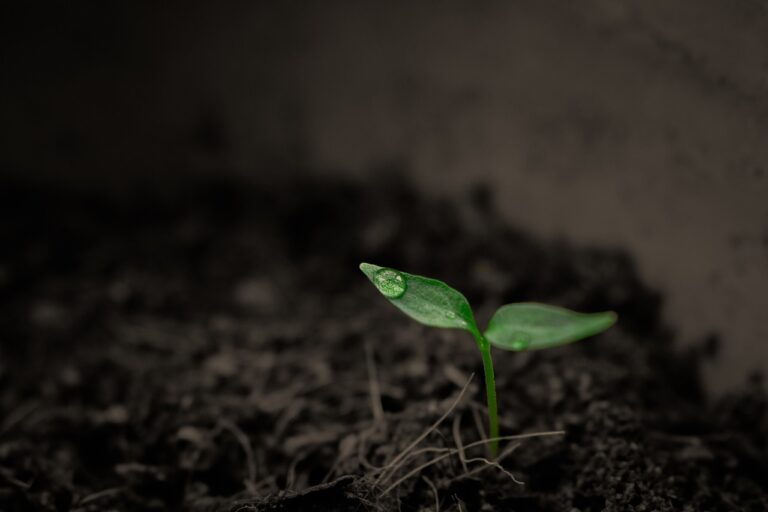 plant, sprout, botany-2551467.jpg